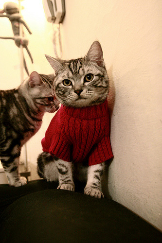 克莱节奏完全掌控，森林狼绝杀深圳队—国际篮球友谊赛精彩纪实