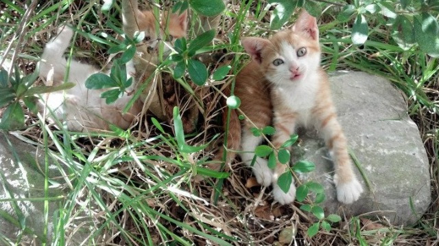 曼城强行终结莱比锡红牛,劳塔罗彻底打爆防线—欧冠赛场上的双重震撼