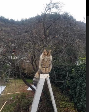 爱游戏入口-保罗末节19分导演逆转，雄鹿客场23分碾压猛龙