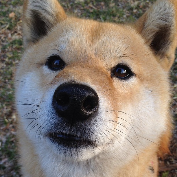 爱游戏娱乐-希腊重锤轰塌东北虎！字母哥爆发助山西赢下生死战